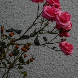 Photos