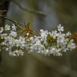 Photos