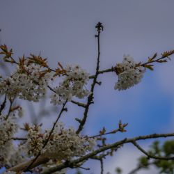 Photos