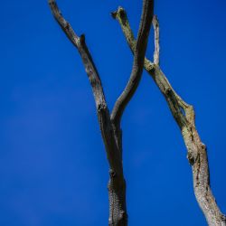 Photos